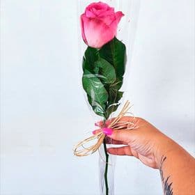 thumb-rosa-solitaria-2