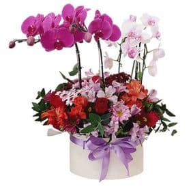 thumb-arranjo-de-orquideas-com-flores-mistas-0