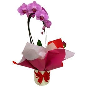 thumb-orquidea-rosa-no-box-0