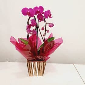 thumb-orquidea-em-vaso-espelhado-1