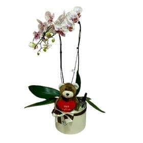 thumb-box-com-orquidea-pelucia-e-aromatizante-0