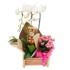 thumb-cesta-com-orquidea-calandiva-e-chocolate-1